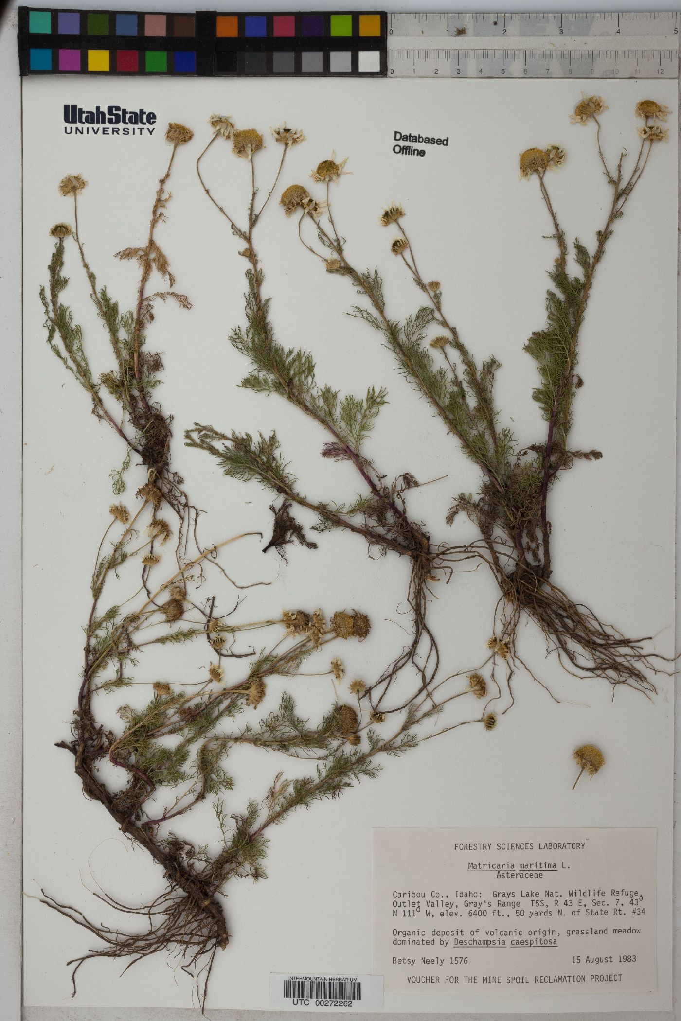 Matricaria maritima image