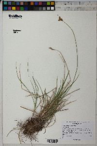 Carex phaeocephala image