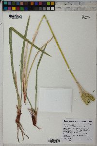 Iris missouriensis image