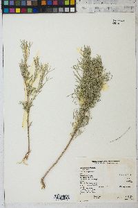 Artemisia rigida image