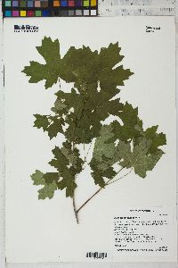 Acer grandidentatum image