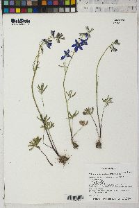 Delphinium nuttallianum image