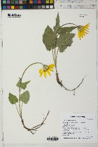 Arnica cordifolia image