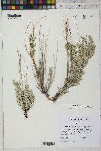 Artemisia tridentata image