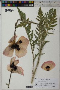 Papaver orientale image