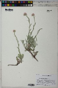 Antennaria rosea image