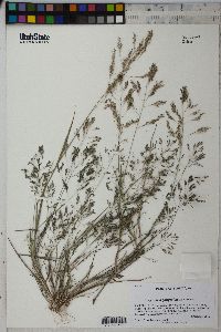 Image of Eragrostis gangetica