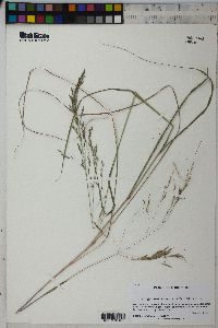 Eragrostis atrovirens image