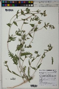 Mentzelia albicaulis image