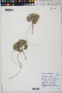 Lepidium nanum image