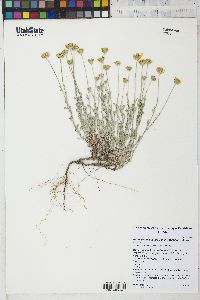 Eriophyllum lanatum image