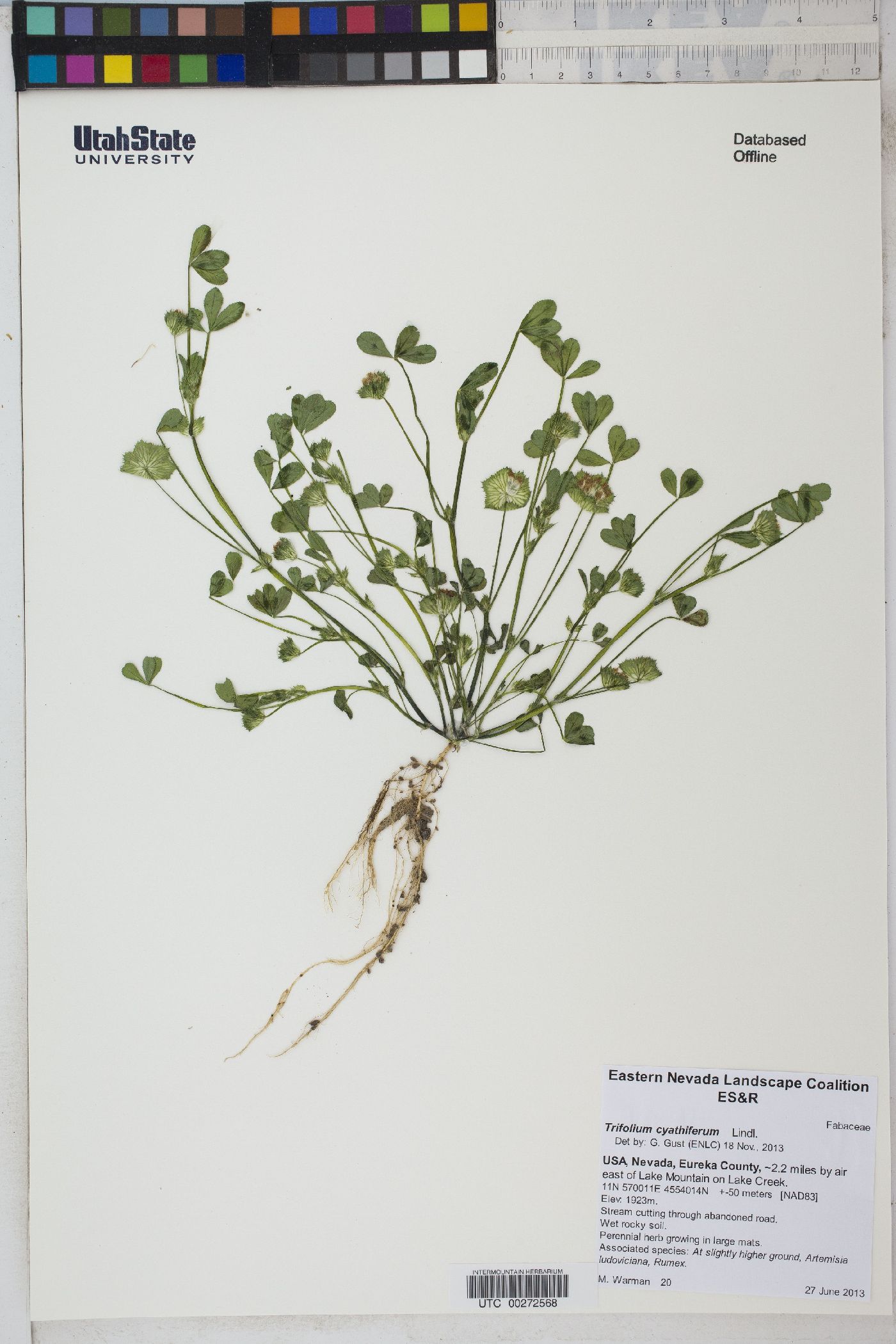 Trifolium cyathiferum image