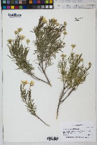 Ericameria linearifolia image