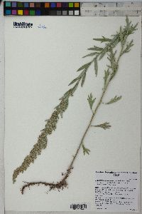 Artemisia ludoviciana subsp. candicans image