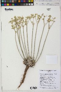 Eriogonum strictum image