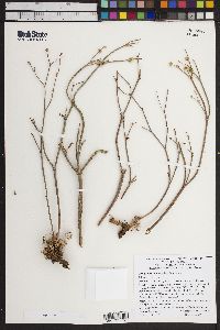 Eriogonum nudum image