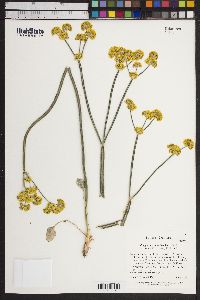Eriogonum nudum image