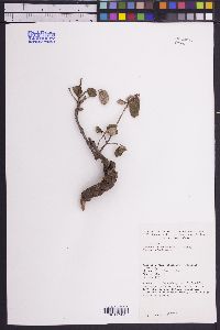 Shepherdia canadensis image