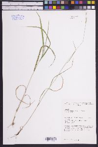 Bromus porteri image