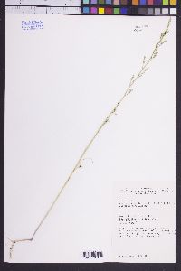 Descurainia californica image