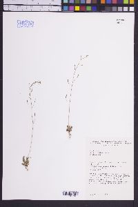 Draba stenoloba image