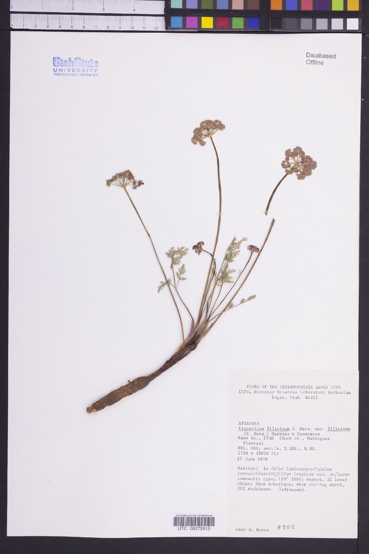 Ligusticum filicinum image