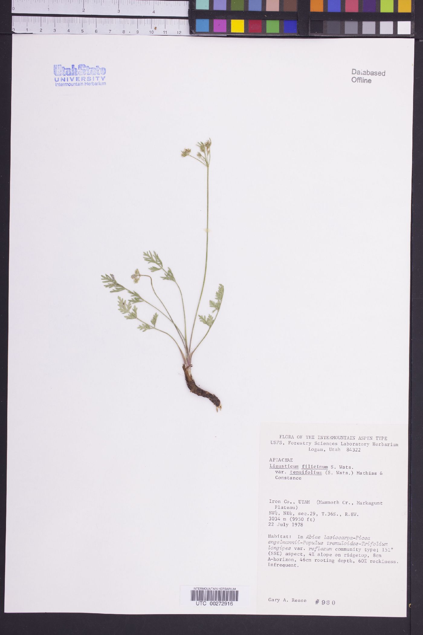 Ligusticum filicinum image