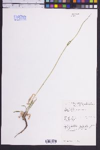 Silene drummondii image