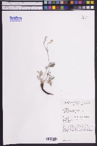 Potentilla gracilis image