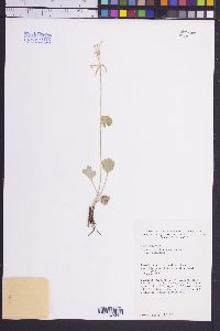 Ranunculus inamoenus image