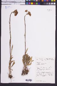 Senecio crassulus image