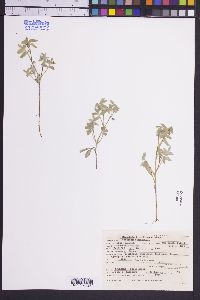 Nemophila breviflora image