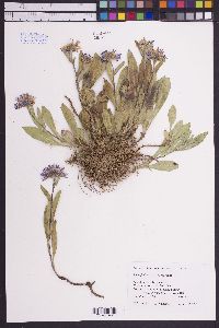 Symphyotrichum foliaceum var. foliaceum image