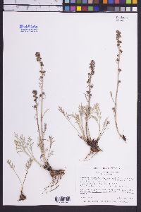 Artemisia scopulorum image