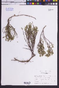 Vaccinium scoparium image