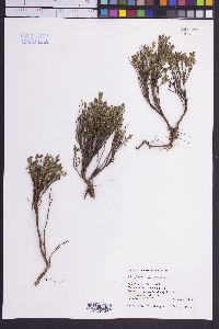 Vaccinium scoparium image