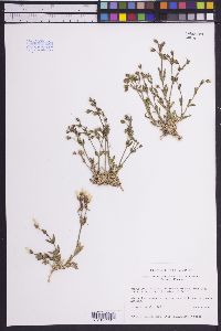 Cerastium beeringianum image