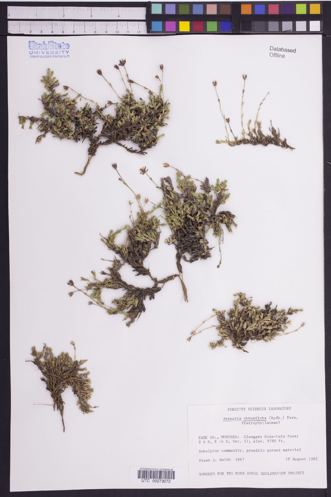 Cherleria obtusiloba image