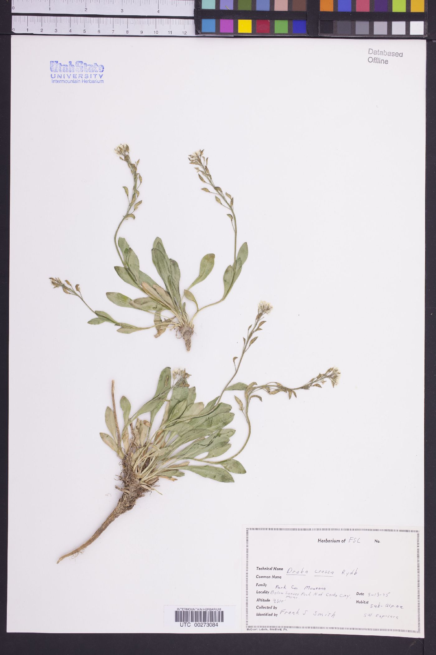 Draba crassa image