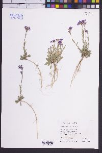 Arabis lyallii image