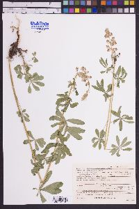 Lupinus spathulatus image