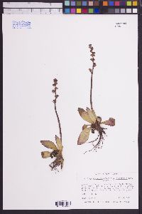 Micranthes rhomboidea image