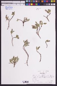 Salix arctica image