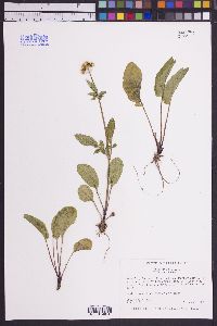 Valeriana dioica image