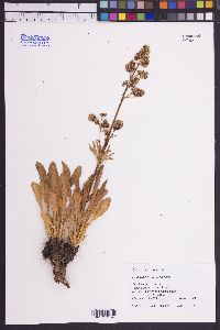 Valeriana edulis image