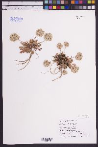 Spraguea umbellata image