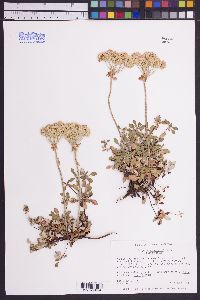 Eriogonum umbellatum image