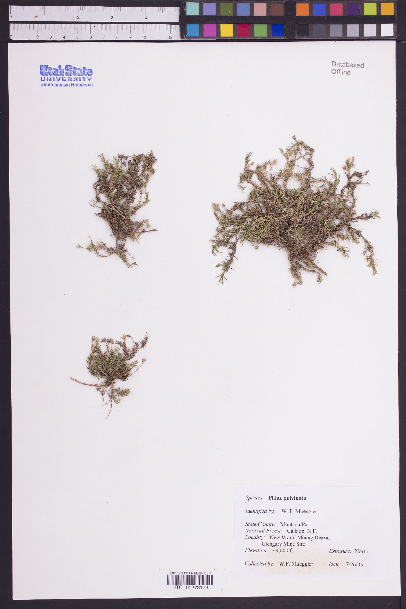 Phlox pulvinata image