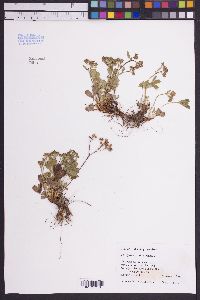 Sibbaldia procumbens image