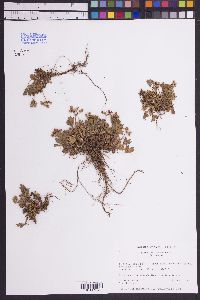 Sibbaldia procumbens image